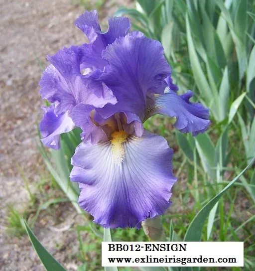 Ensign