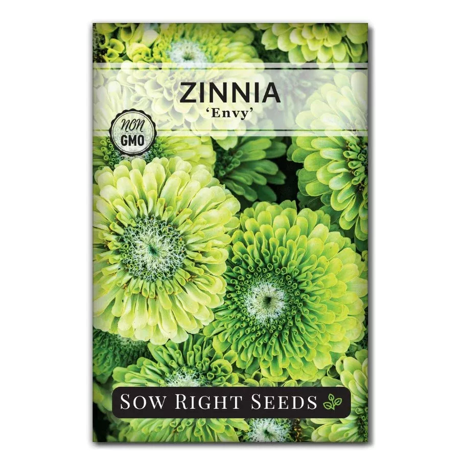 envy-zinnia Envy Zinnia