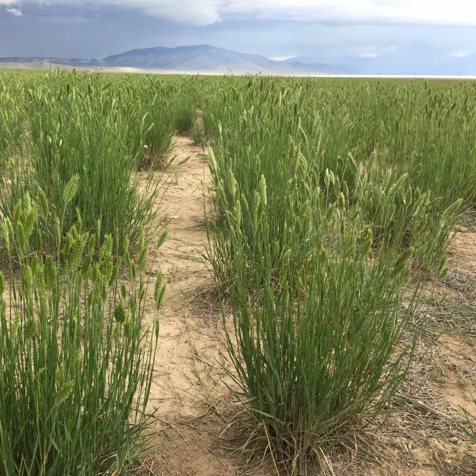 ephraim-crested-wheatgrass Ephraim Crested Wheatgrass