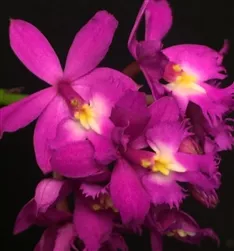 Epidendrum Reed Stem Hybrid, Violet - In Bud/Bloom Now