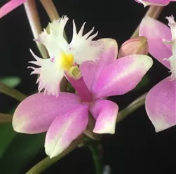Epidendrum Wedding Valley 'Sakura' (Pink)