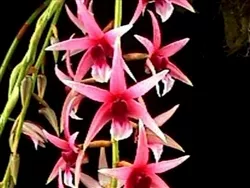 Epigeneium lyonii