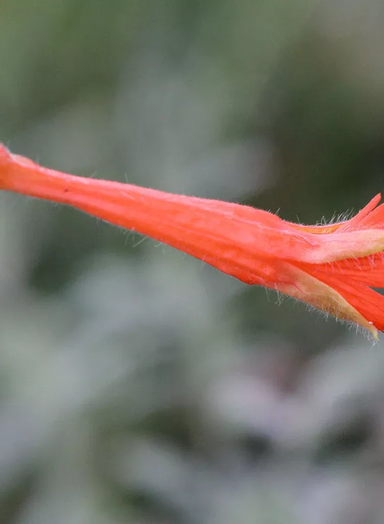 epilobium-armstrong-armstrong-california-fuchsia-plant Epilobium 'Armstrong' - Armstrong California Fuchsia (Plant)