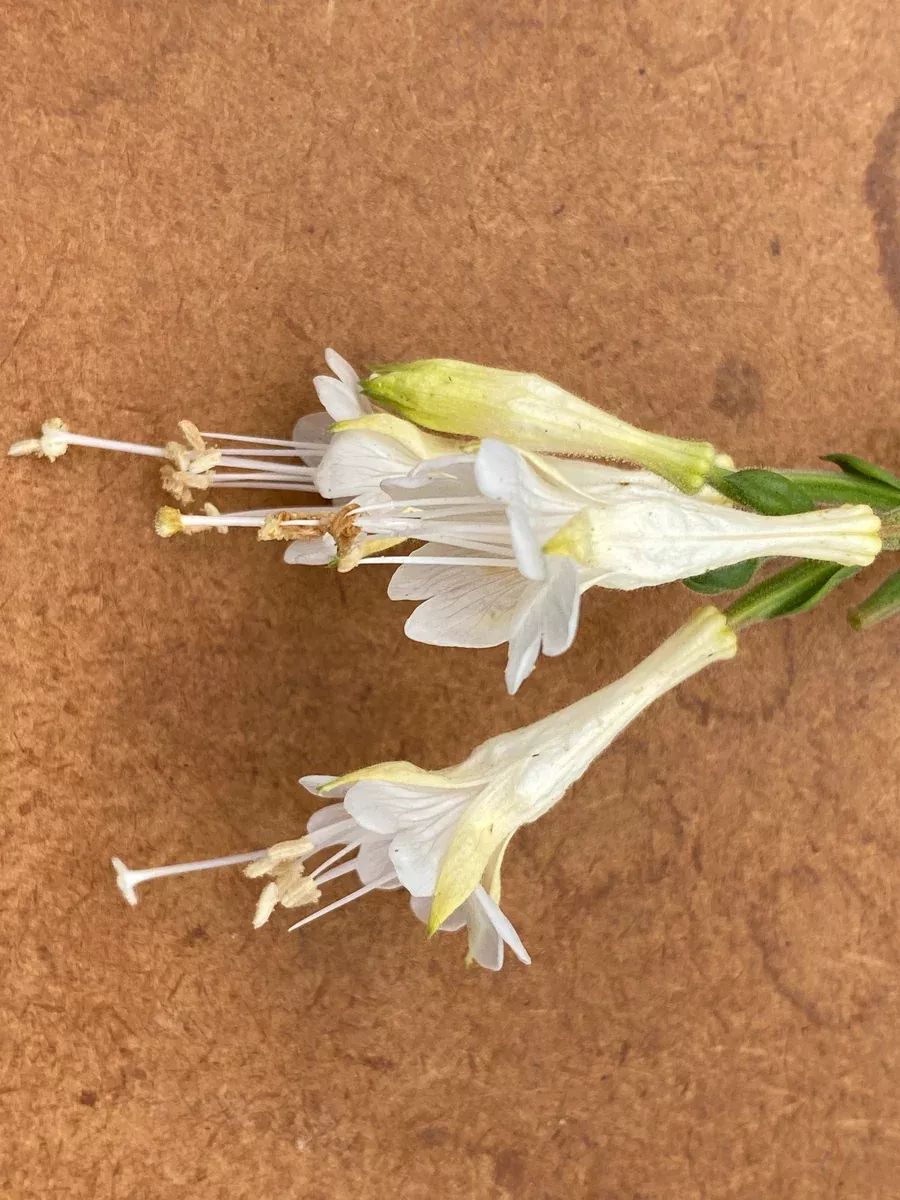 Epilobium 'White' White California Fuchsia