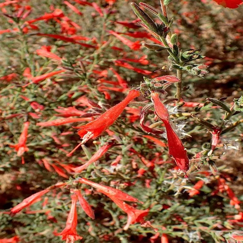 Epilobium (Zauschneria) canum 'Catalina'