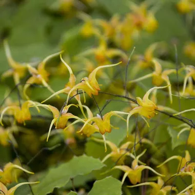 epimedium-amber-queen-pp17197-30-ct-flat Epimedium 'Amber Queen' PP17197 (30)ct Flat
