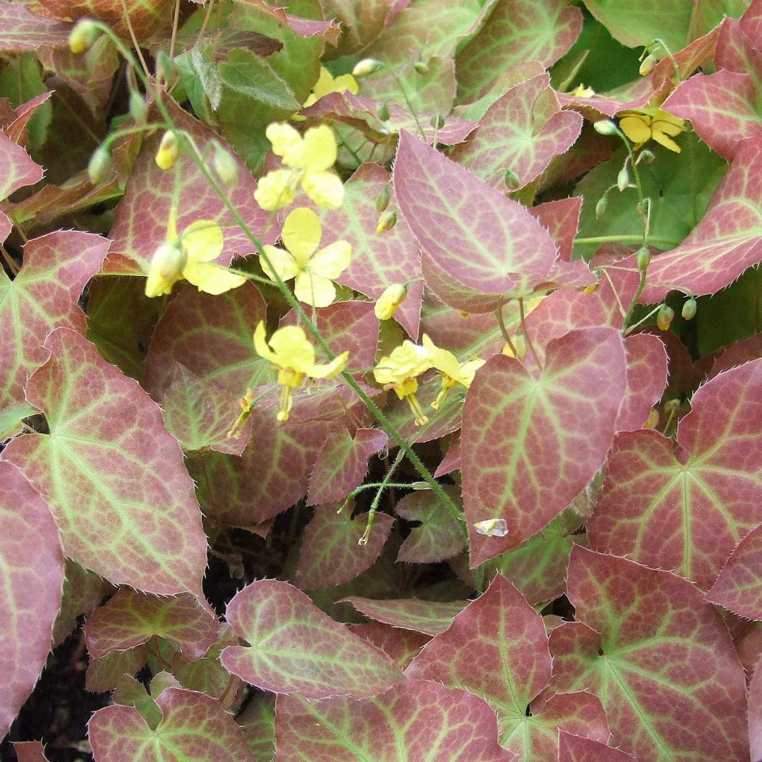 Epimedium 'Frohnleiten'