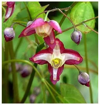 epimedium-rubrum-barrenwort Epimedium Rubrum Barrenwort