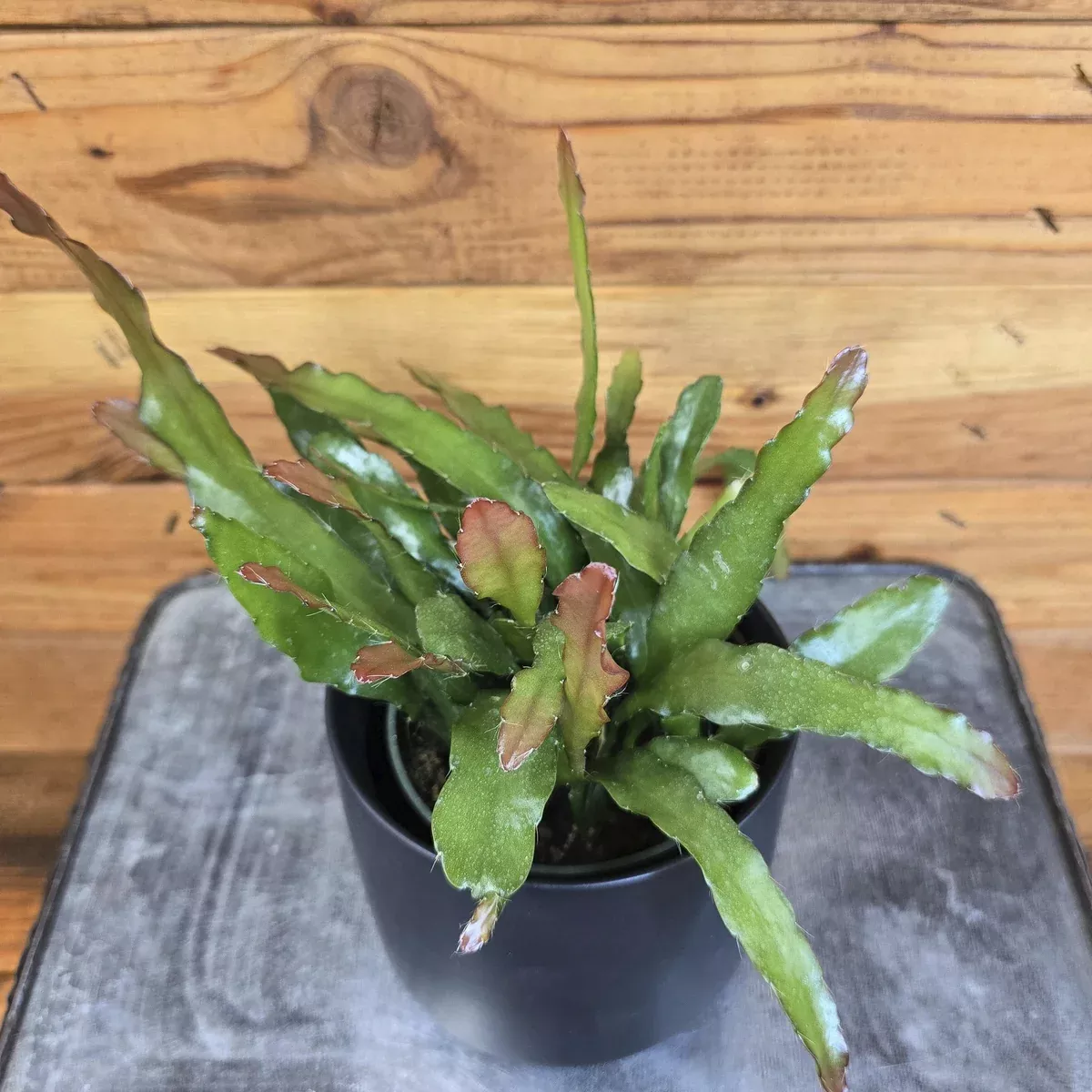 epiphyllum-anguliger-fire-orchid-cactus-4-plant Epiphyllum Anguliger Fire Orchid Cactus, 4" Plant