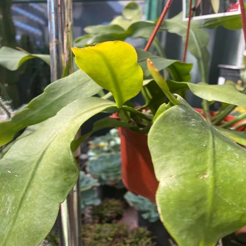 epiphyllum-oxypetalum Epiphyllum oxypetalum