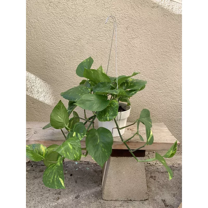 epipremnum-aureum-golden-pothos Epipremnum Aureum 'Golden Pothos'