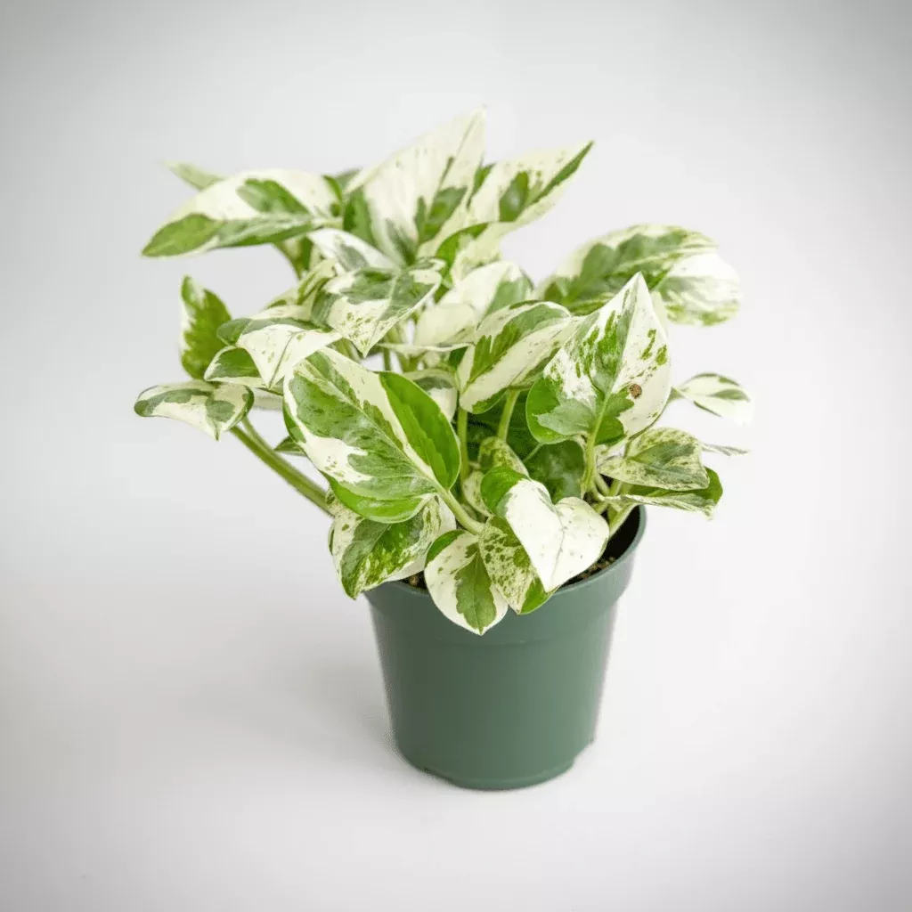 epipremnum-aureum-pearls-jade-pothos Epipremnum Aureum 'Pearls and Jade' Pothos