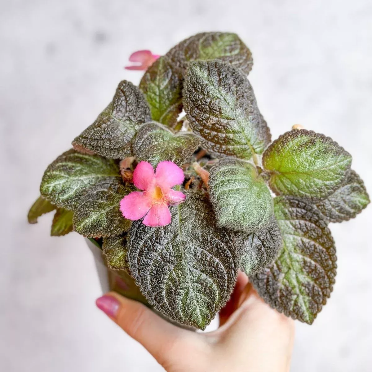 episcia-pink-panther-pink-variegated-flame-violet Episcia ‘Pink Panther’ – Pink-Variegated Flame Violet