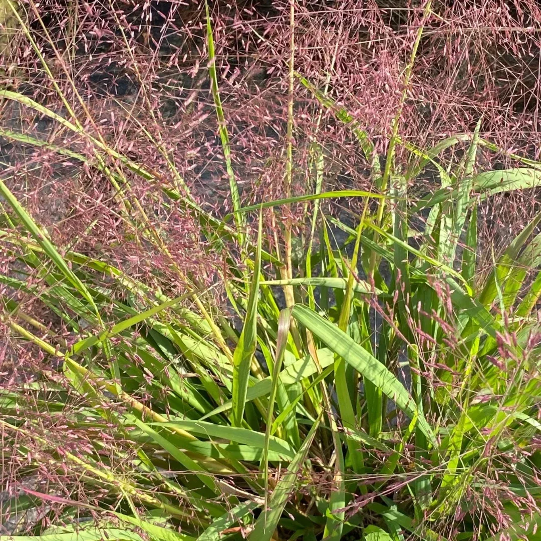 eragrostis-purple-love-grass Eragrostis 'Purple Love Grass'