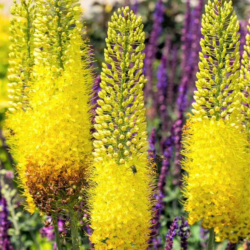 Eremurus – Stenophyllus Bungei