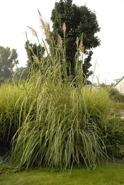 erianthus-ravennae-hardy-pampas-grass Erianthus ravennae Hardy Pampas Grass