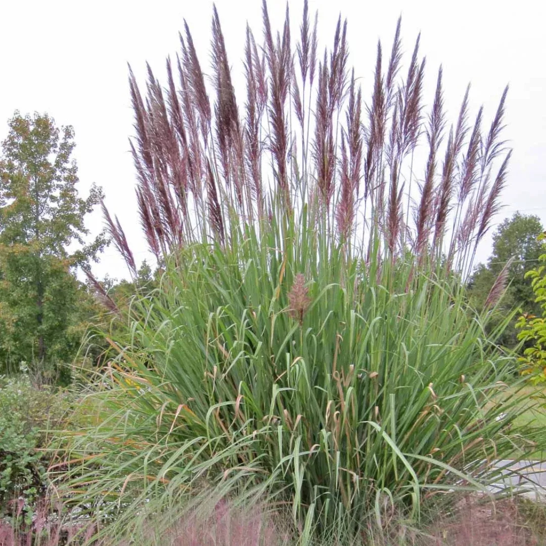 erianthus-ravennae Erianthus ravennae