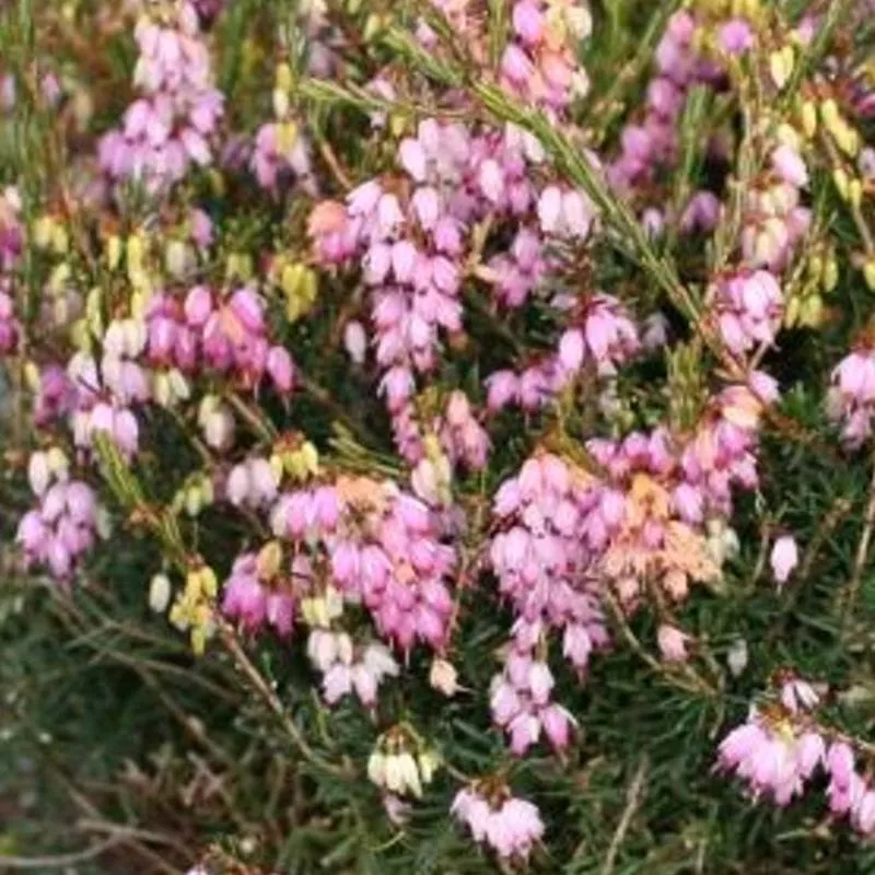 erica-carnea-springwood-pink Erica carnea 'Springwood Pink'