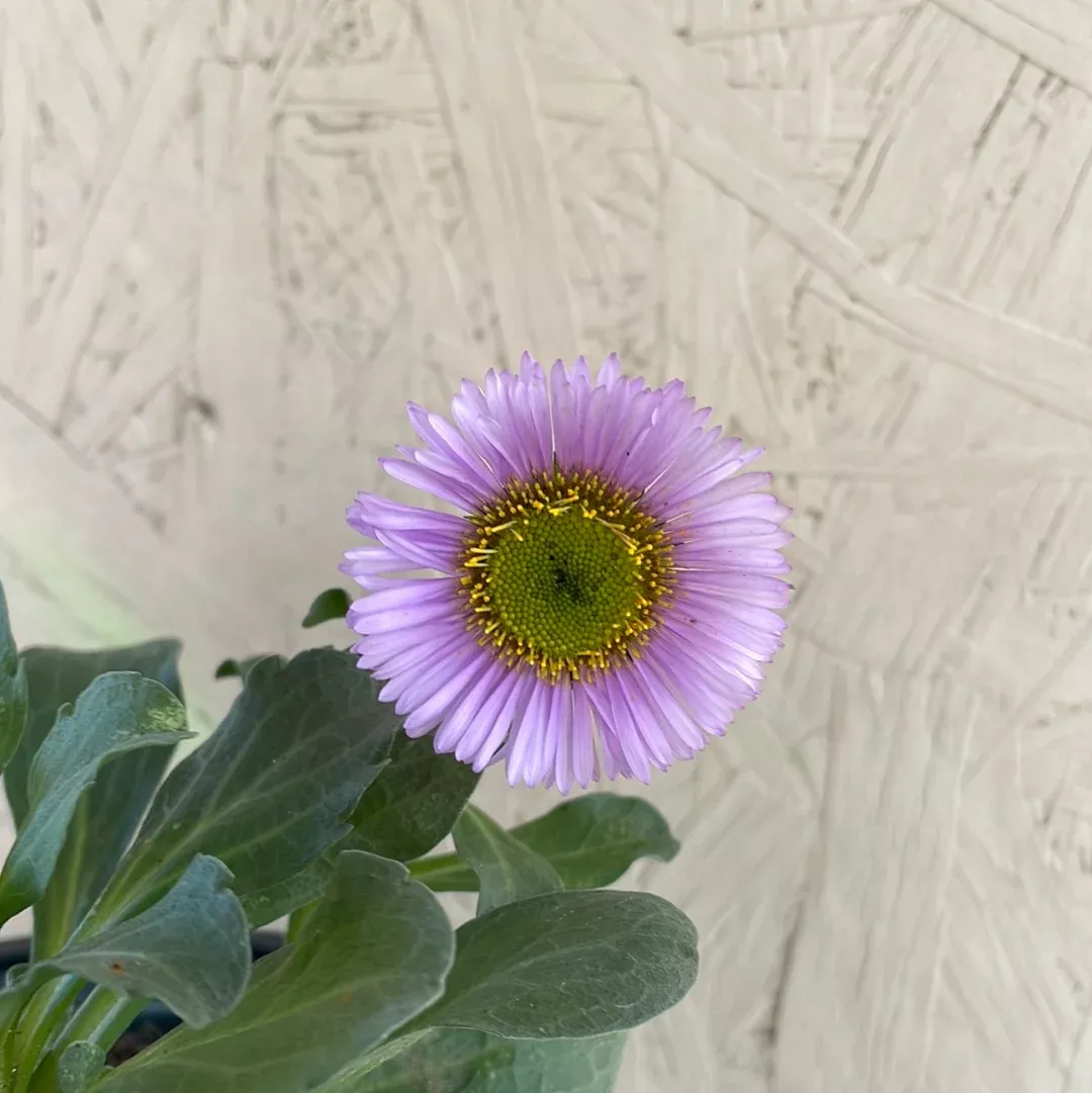 erigeron-glaucus Erigeron glaucus