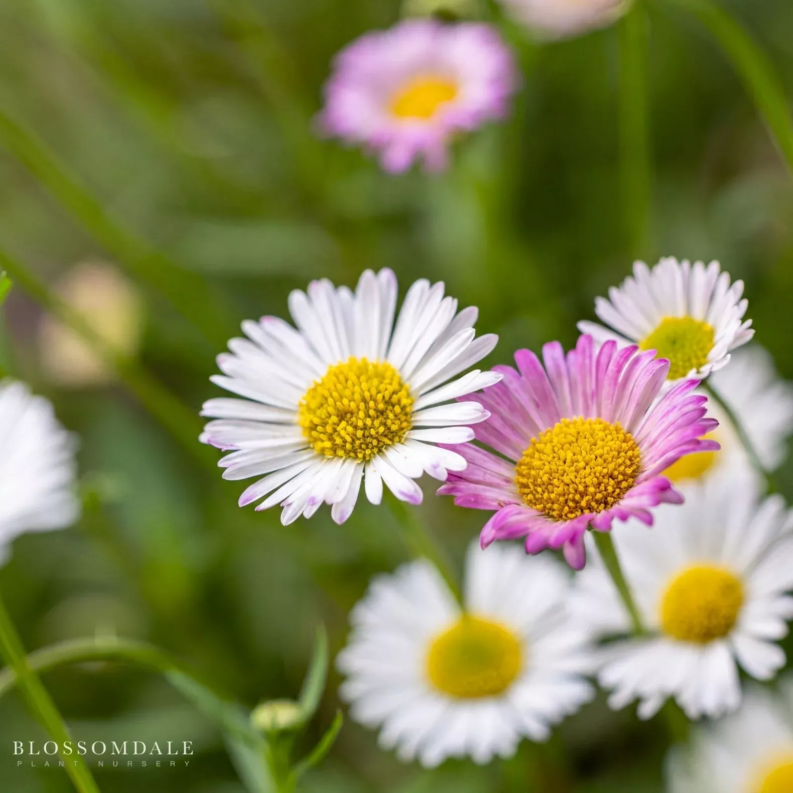 erigeron-karvinskianus-fleabane-santa-barbara-mexican-daisy Erigeron Karvinskianus Fleabane ‘Santa Barbara/Mexican Daisy'