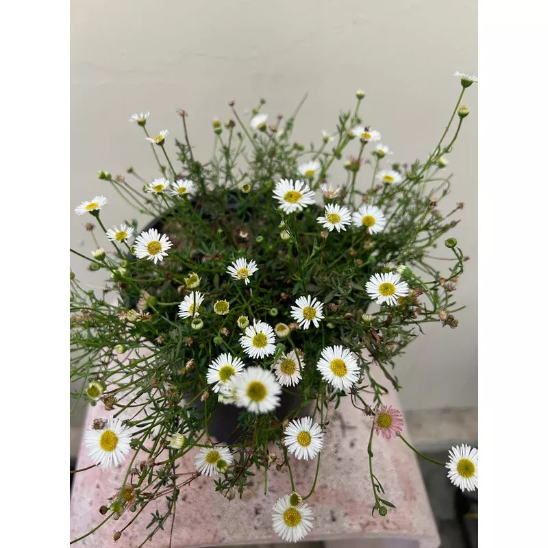 erigeron-karvinskianus-santa-barbara-daisy Erigeron karvinskianus, Santa Barbara Daisy