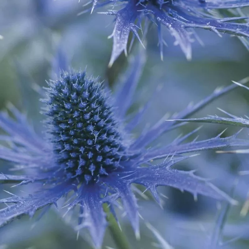 eryngium-big-blue Eryngium 'Big Blue'