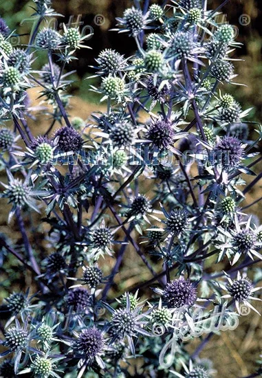 eryngium-blue-cap-sea-holly Eryngium Blue Cap Sea Holly