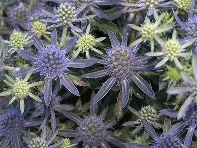 eryngium-blue-hobbit-sea-holly Eryngium Blue Hobbit Sea Holly