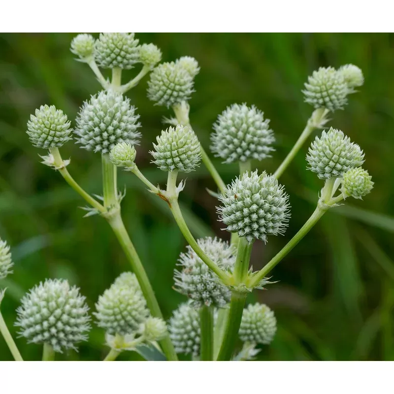 eryngium-yuccifolium-rattlesnake-master Eryngium yuccifolium - Rattlesnake Master