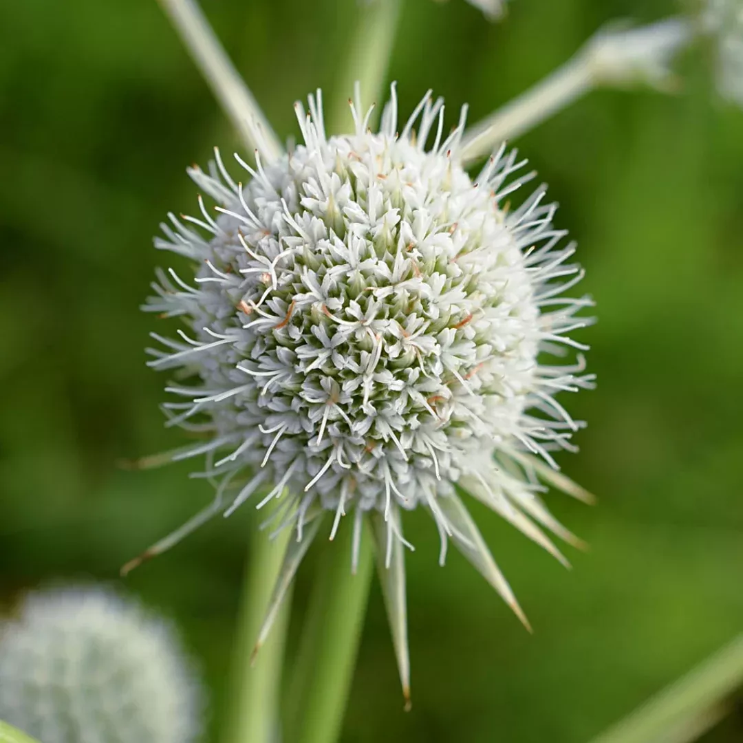 eryngium-yuccifolium Eryngium yuccifolium
