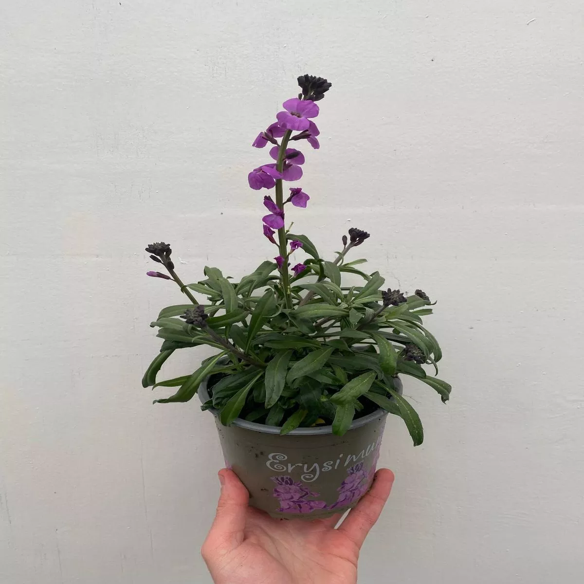 erysimum-bowles-mauve-three-sizes-available-1-5l Erysimum ‘Bowles Mauve’ (Three Sizes Available) – 1.5L