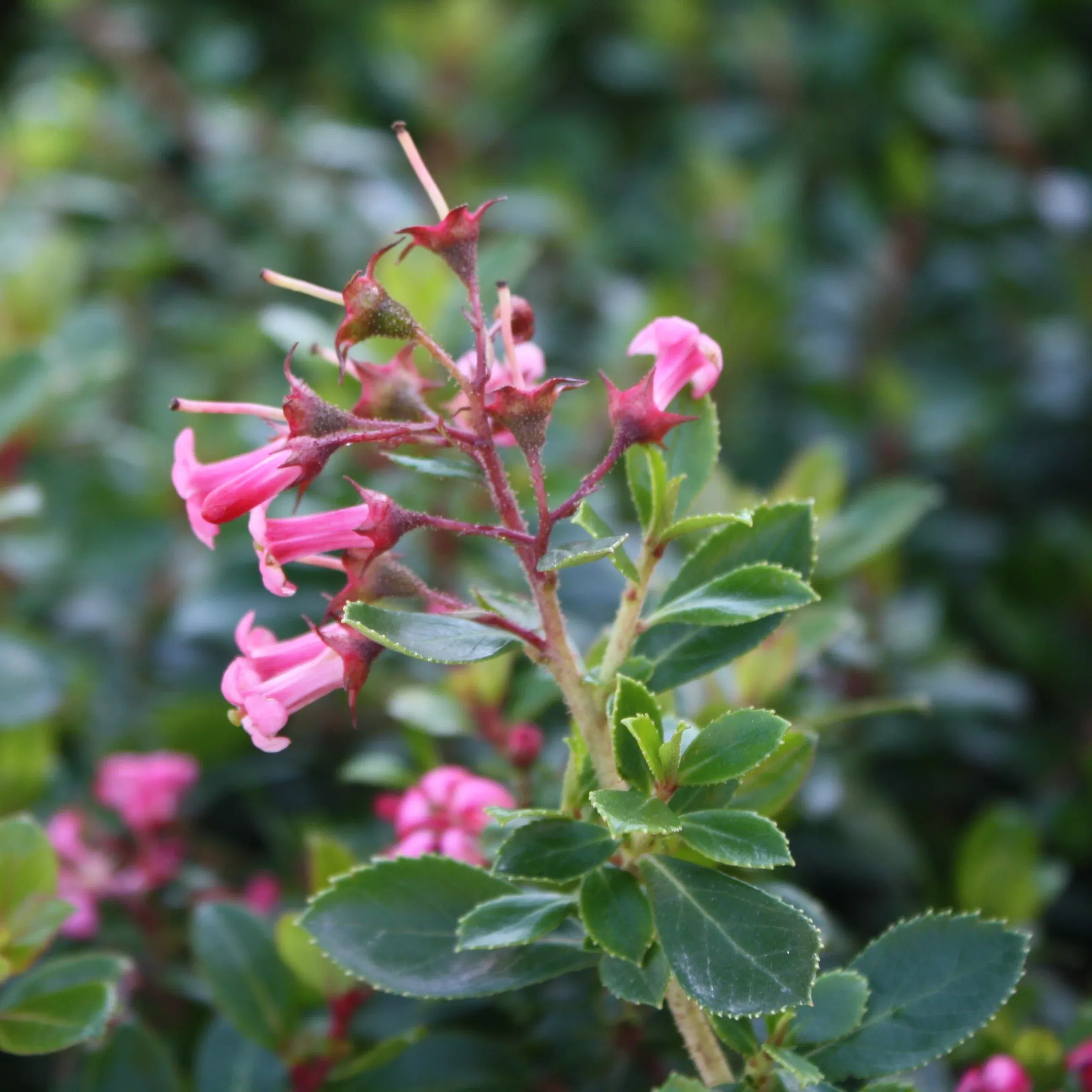 escallonia Escallonia