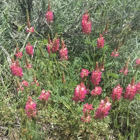 Eski Sainfoin