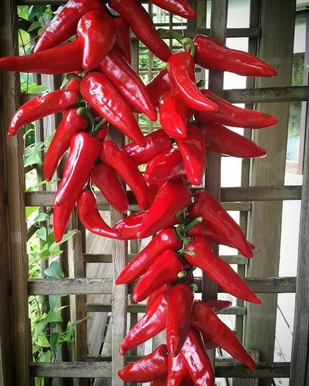 espelette-hot-pepper Espelette Hot Pepper