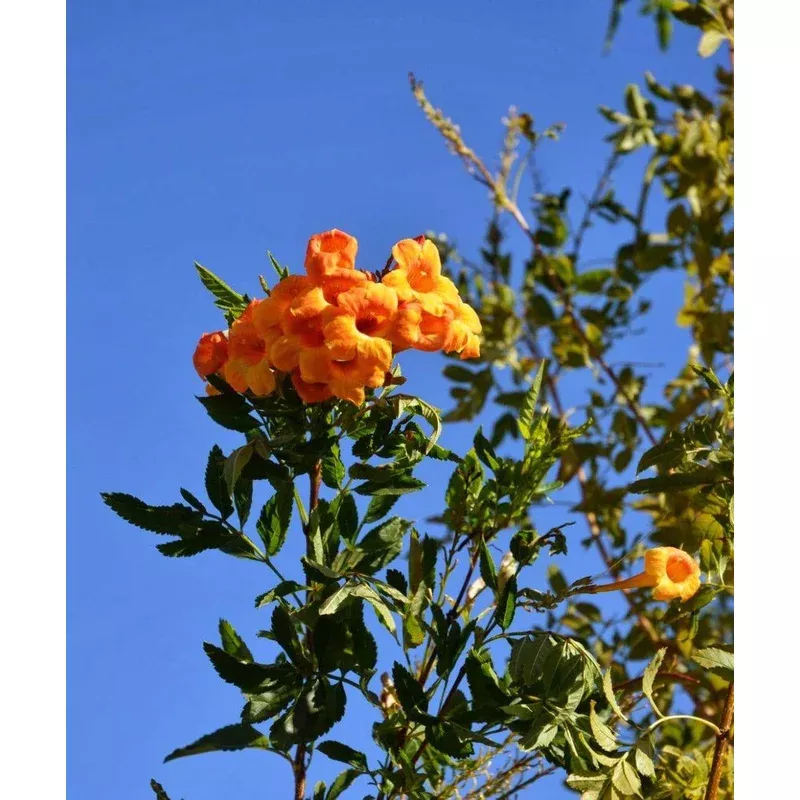 Esperanza 'Orange Jubilee'