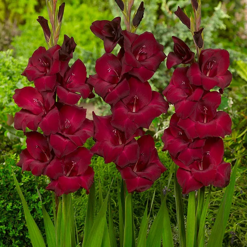 espresso-gladiolus Espresso Gladiolus