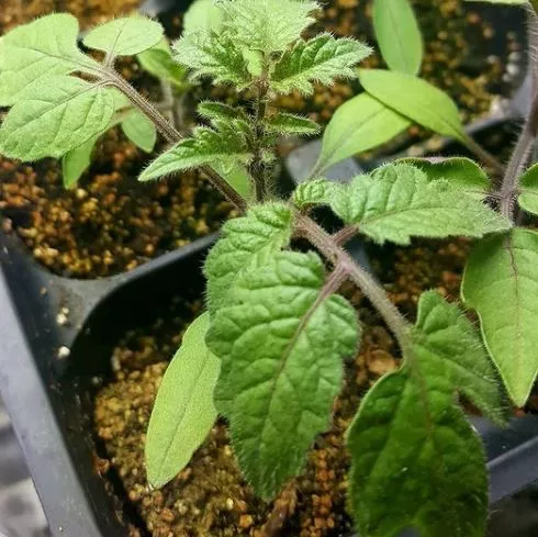 estamino-rootstock-tomato Estamino Rootstock Tomato