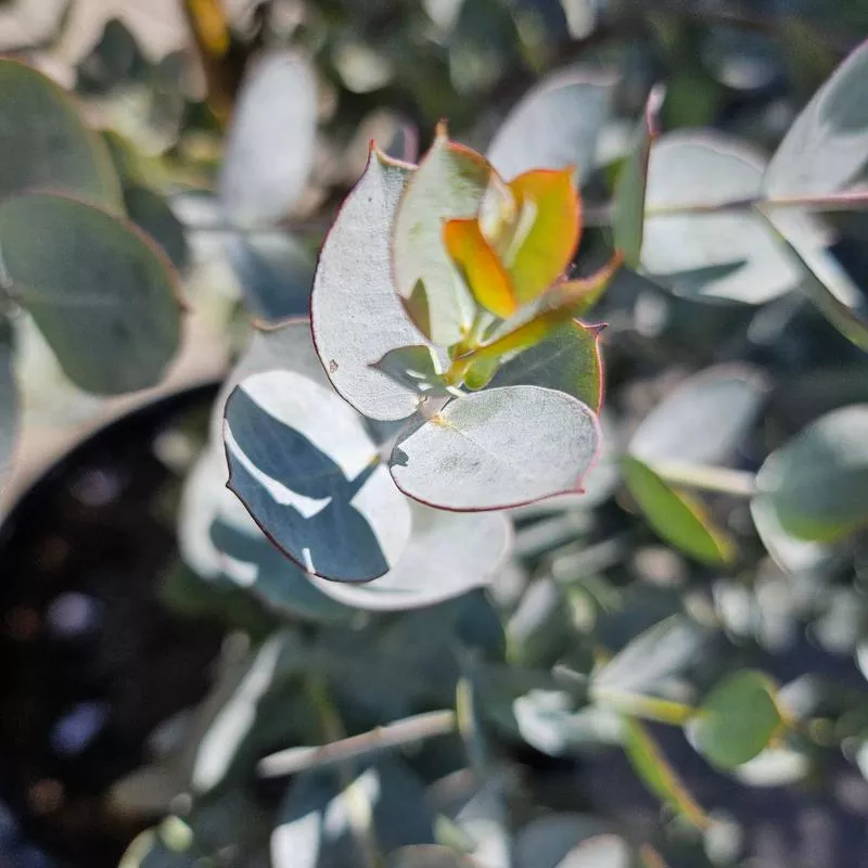 eucalyptus-albida Eucalyptus albida