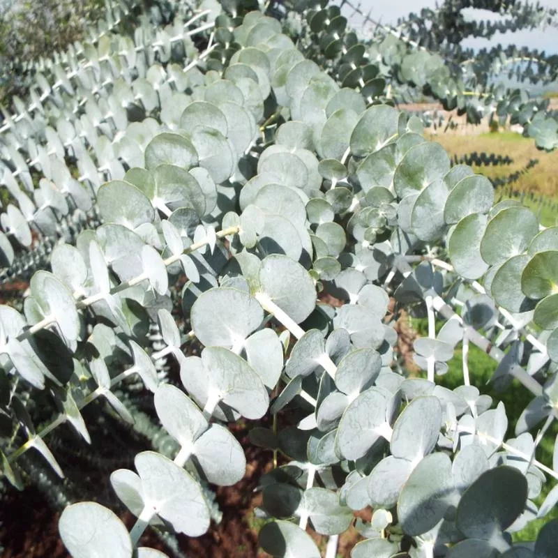 eucalyptus-pulverulenta-baby-blue Eucalyptus pulverulenta 'Baby Blue'