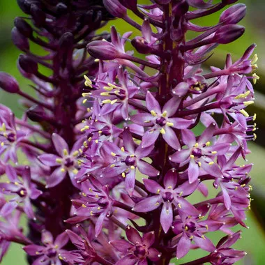 eucomis-african-night-pp31155-25-br-plants Eucomis 'African Night' PP31155 (25) BR Plants