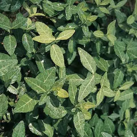 Euonymus 'Coloratus' - 2.5 inch Pots (Minimum Quantity: 54 Plants)