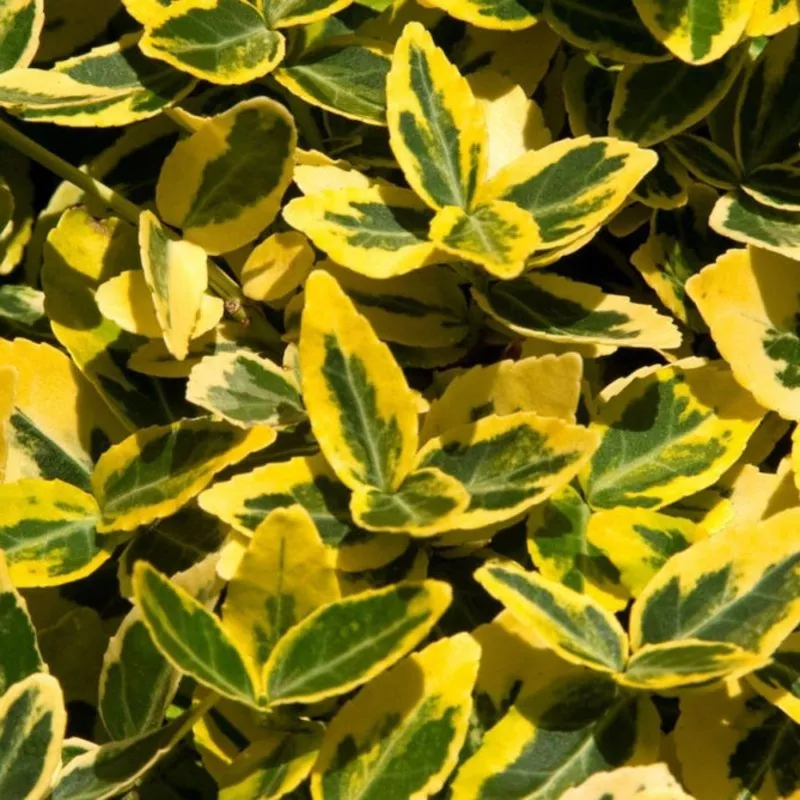 euonymus-emerald-n-gold-2l Euonymus for. Emerald n Gold 2L