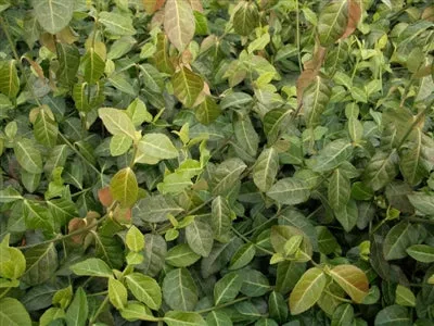 Euonymus fortunei Coloratus Wintercreeper
