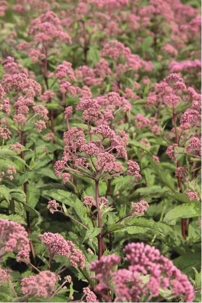 Eupatorium Atropurpurea Joe-pye Weed
