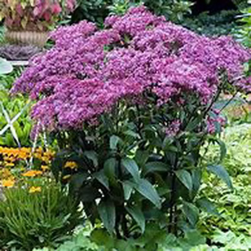 eupatorium-baby-joe-joe-pye-weed Eupatorium Baby Joe Joe-pye Weed