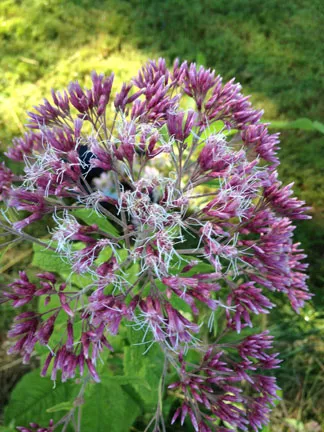 eupatorium-purpureum-sweet-joe-pye-weed Eupatorium purpureum - Sweet Joe Pye Weed