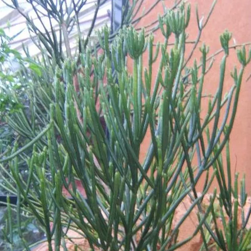 Euphorbia alluaudii (E. leucadendron)