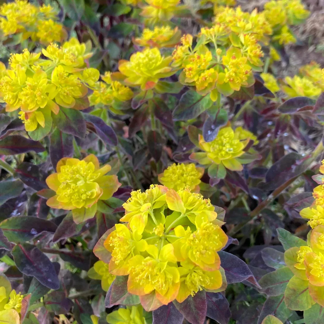 Euphorbia 'Bon Fire'