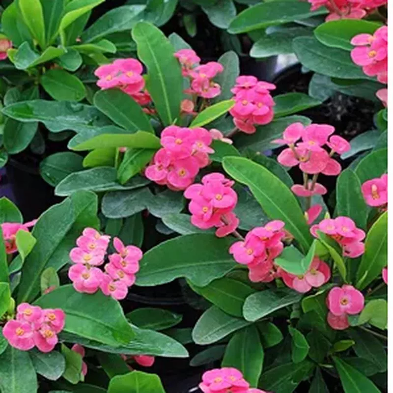 euphorbia-milii-pink-cadillac Euphorbia milii 'Pink Cadillac'