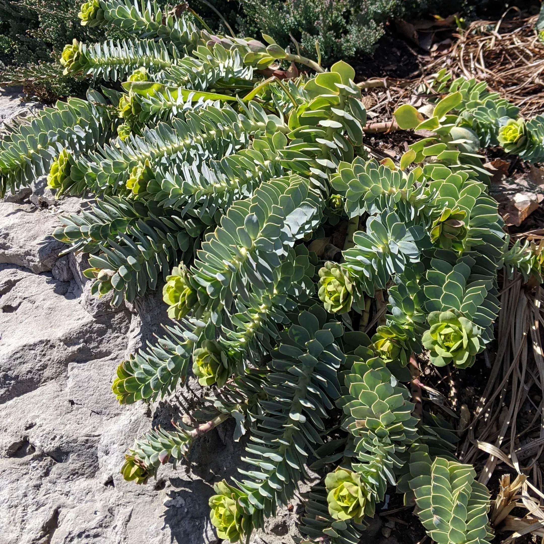 euphorbia-myrsinites-donkey-tail-spurge Euphorbia myrsinites Donkey Tail Spurge